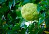Pomme d'Adam (maclura) : utilisation dans le traitement des articulations, recette pour préparer la teinture de pomme d'Adam quel genre de plante
