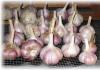 Secrets of proper drying and storage of garlic